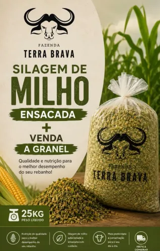 Silagem de Milho