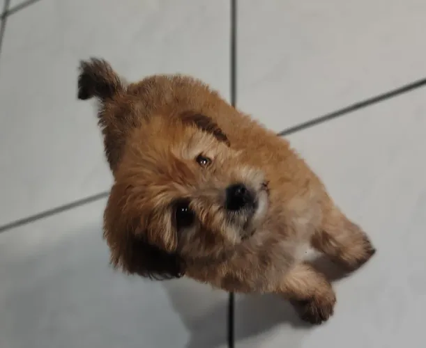 Filhote de cachorro poodle original