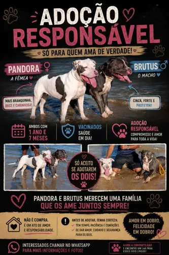 Adoção casal de pitbull