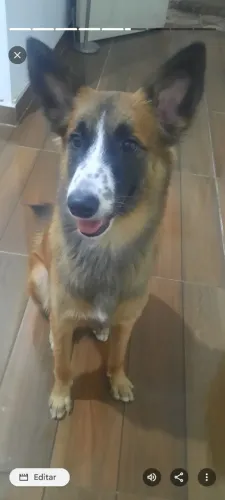 Doação esse cachorrinho