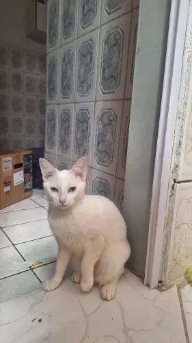DOA-SE GATA