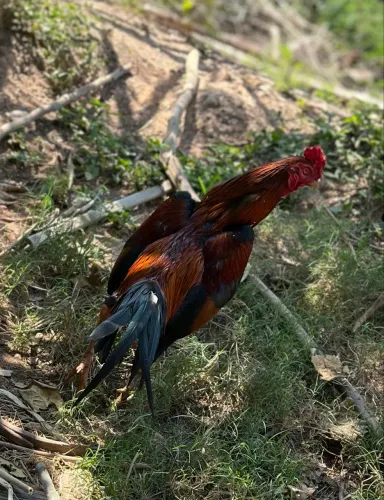 Frango índio