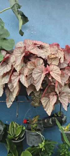 Plantas Ornamentais