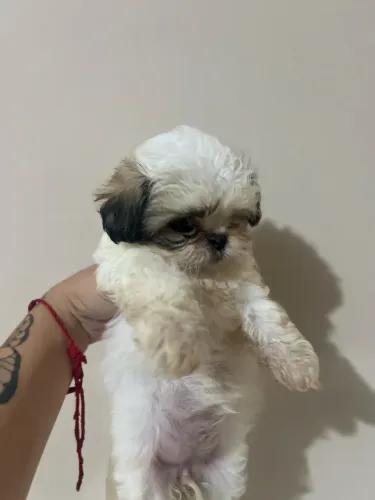 Shitzu