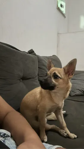 Cachorro macho pequeno porte 8 meses