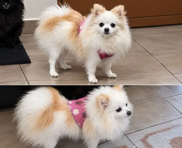 Lulu da Pomerania Adulta