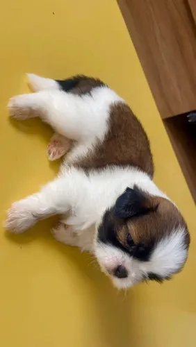 vendo filhote de cachorro da raça Shih Tzu macho