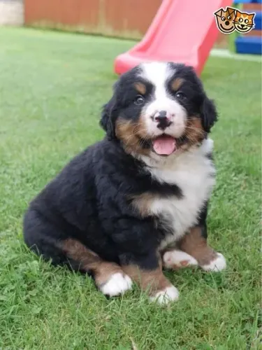 Bernese Montain  - Fêmea robusta com 54 dias, vermifugada e á pronta entrega- Dani