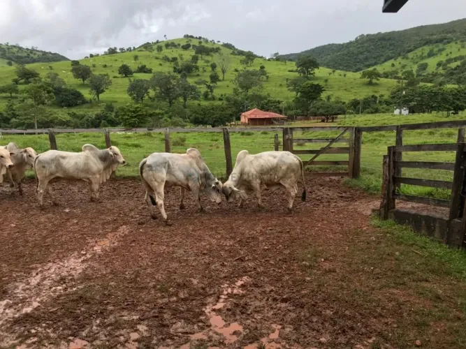 Vendo fazenda de 420 alqueires (1.016,4 hectares) na região de Itapaci Goiás GO