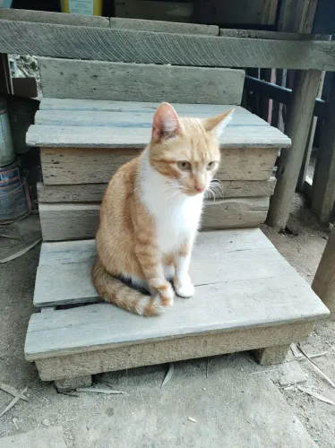 Adoção responsável! Doação de gatinhos dóceis!!