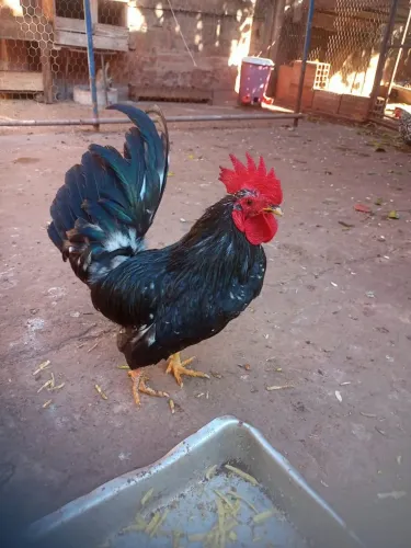 Galos nanicos!!