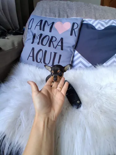 Pinscher Zero Fêmea Linda