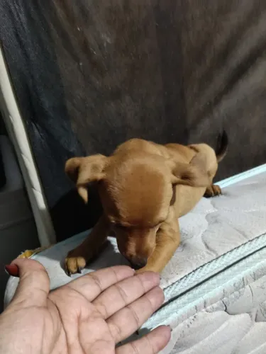 Pincher 