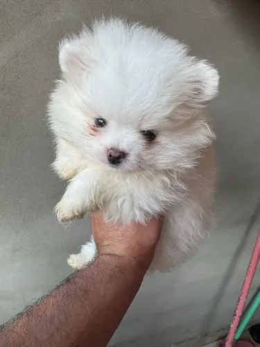 Spitz alemão Russa