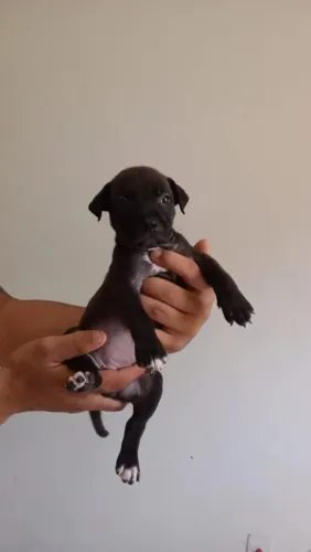 Filhote de Pitbull pra vender