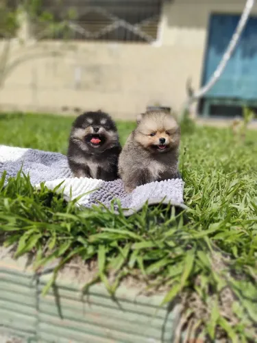 Lulu da Pomerânia anão, bem pequeno, pedigree CBKC