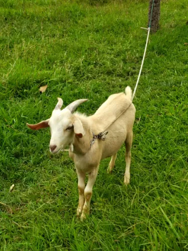 Cabrito 
