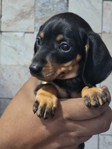 Dachshund a venda.