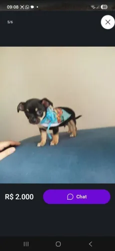 Chiuahua cabeça de maçã legítimo.