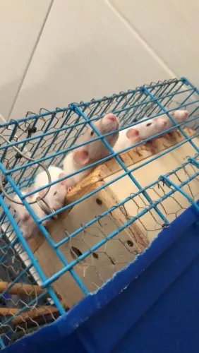 Rato twister fêmeas.