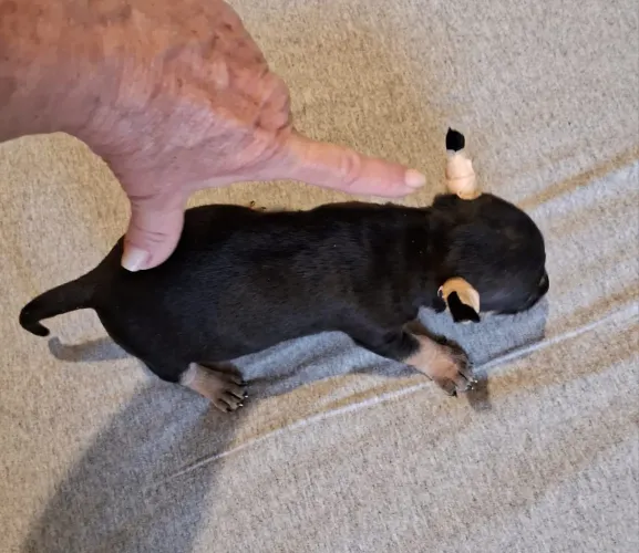 Pinscher Miniatura Fêmea Pequenininha