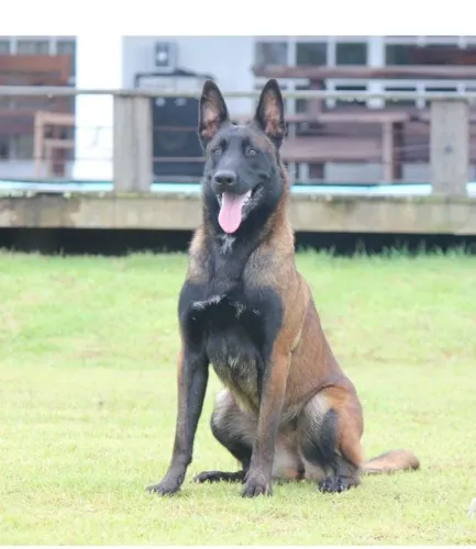 Pasto belga de malinois 