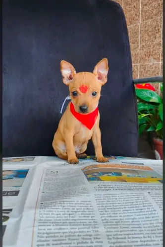 Pinscher 60 dias, vermifugados