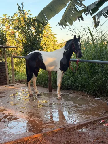 Cavalo Pampa 
