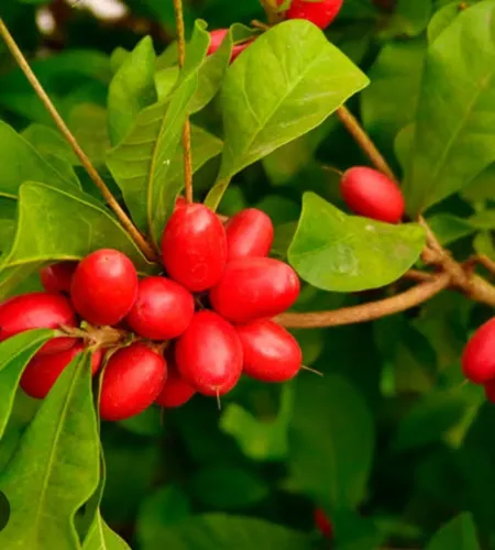 Planta fruta do milagre 