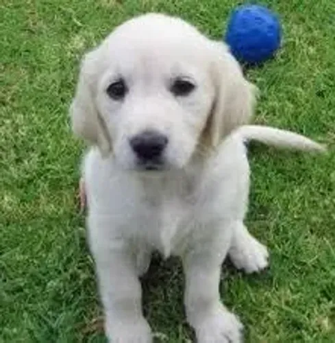 Filhotes de Labrador | Seu novo parceiro está aqui!