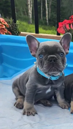 Bulldog já a pronta entrega- leve já