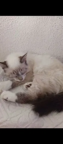 Doação de gata fêmea