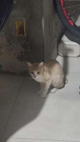 Gatinhos pra adoção