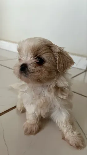 Filhote de Shih Tzu