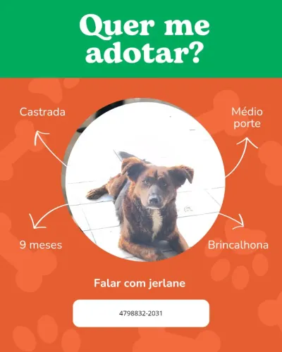 Doação de cachorro