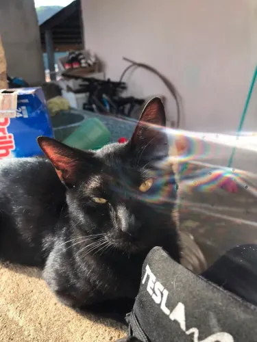 GATO PRETO SRD