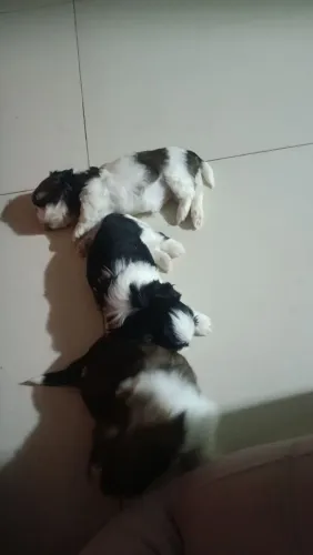 Vendo filhote de Shitzu macho (800)reais...