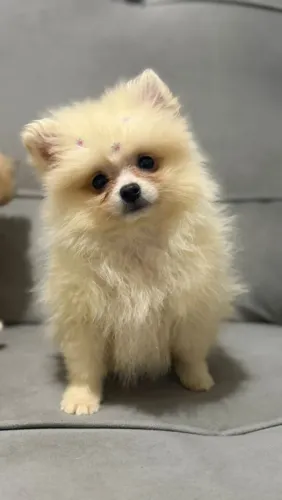 Filhotes de Spitz Alemão