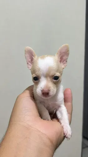 Pinsher 0