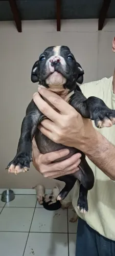 Pitbull - Lindos filhotes