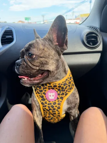 Procuro cachorro para cruza Bulldog francês