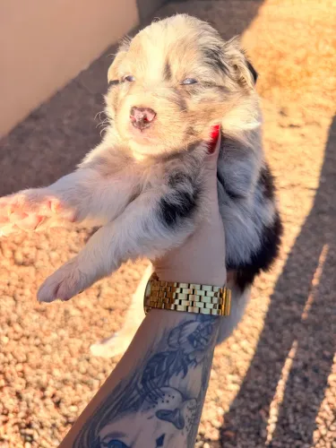 FILHOTES DE BORDER COLLIE