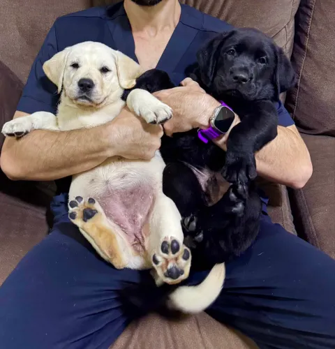 Filhotes de Labrador Retriever