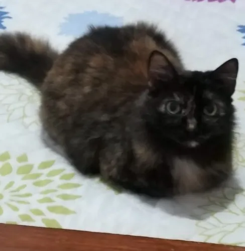 Doação de gato- Barbie