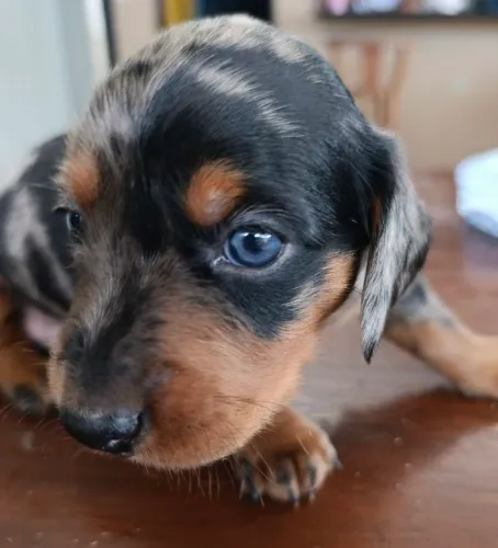Filhotes de Salsichas ( Daschund)