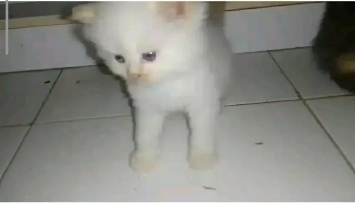 Gato persa
