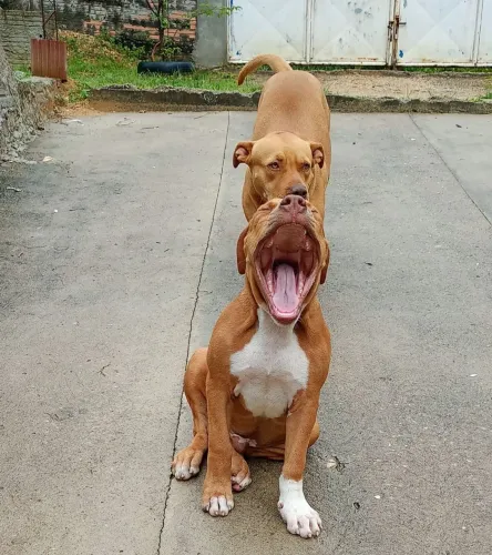 Pit Monster filhote de 4 meses quatro vacinas vermifugado