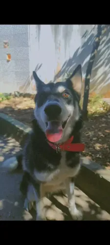 Cachorro Husky Siberiano Fêmea doação 