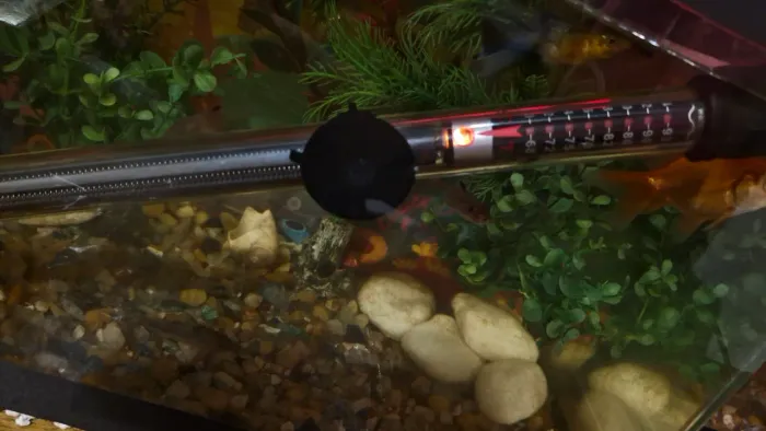 Termostato Q5 roxin /automático Aquarios Maiores