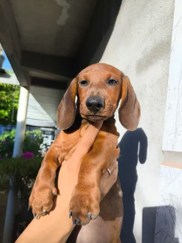 Filhote de salsicha puro (Dachshund)